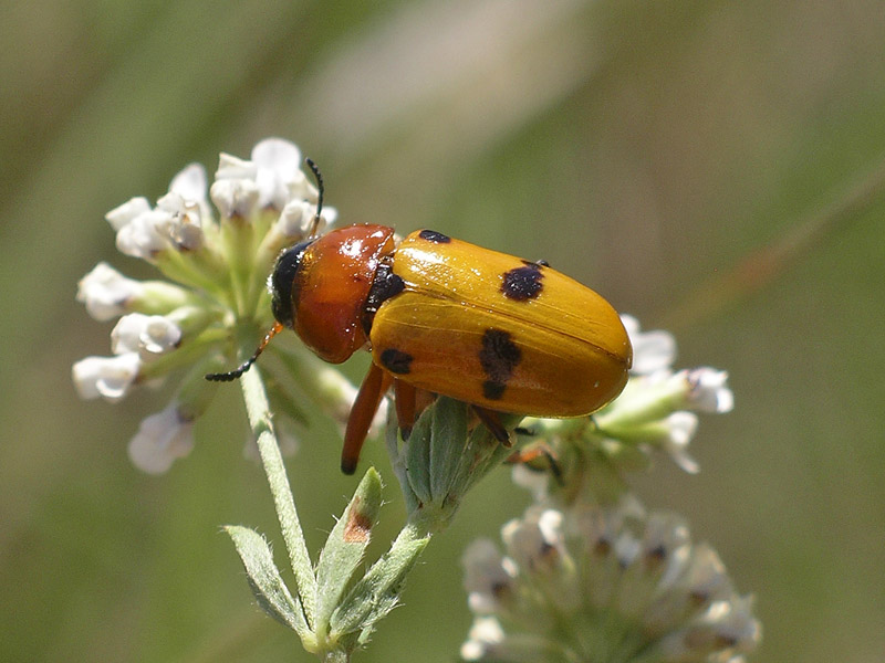 Coleottero da determinare 2: Tituboea macropus